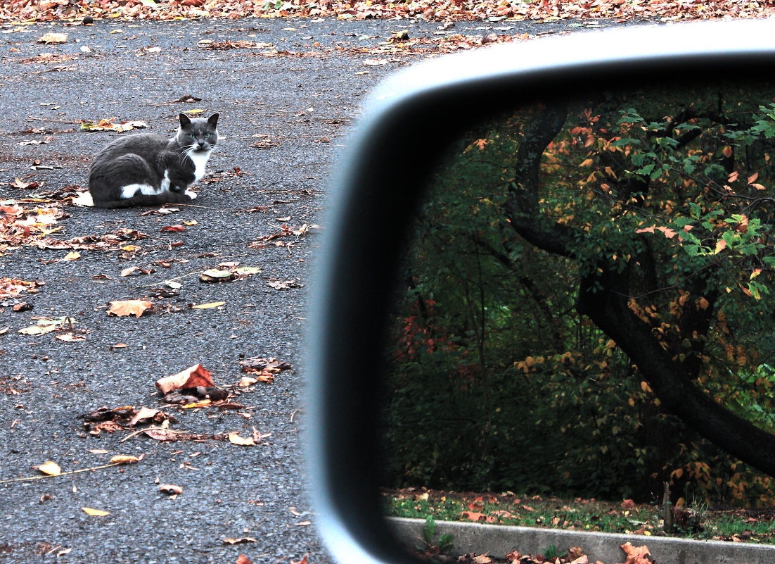 кот недоволен - Leha F кот недоволен - Leha F