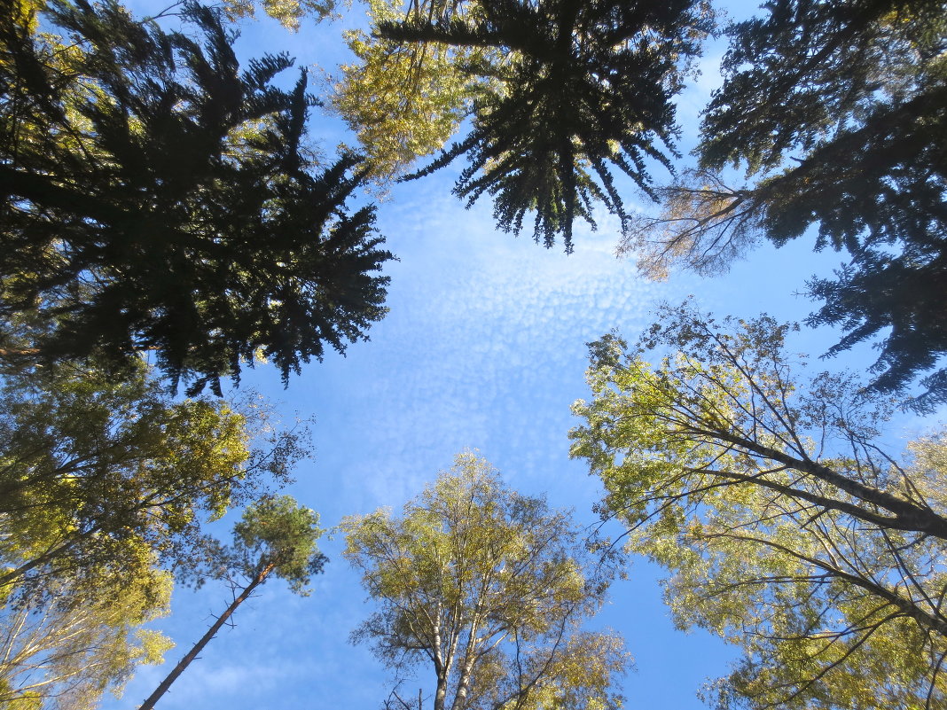 головокружительно.. - Елена головокружительно.. - Елена