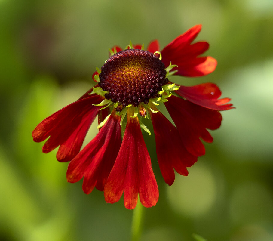 helenium - Zinovi Seniak