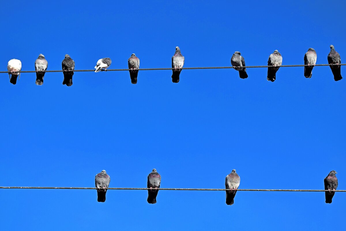 Провожающие и встречающие голуби на Курском вокзале. - Татьяна Помогалова