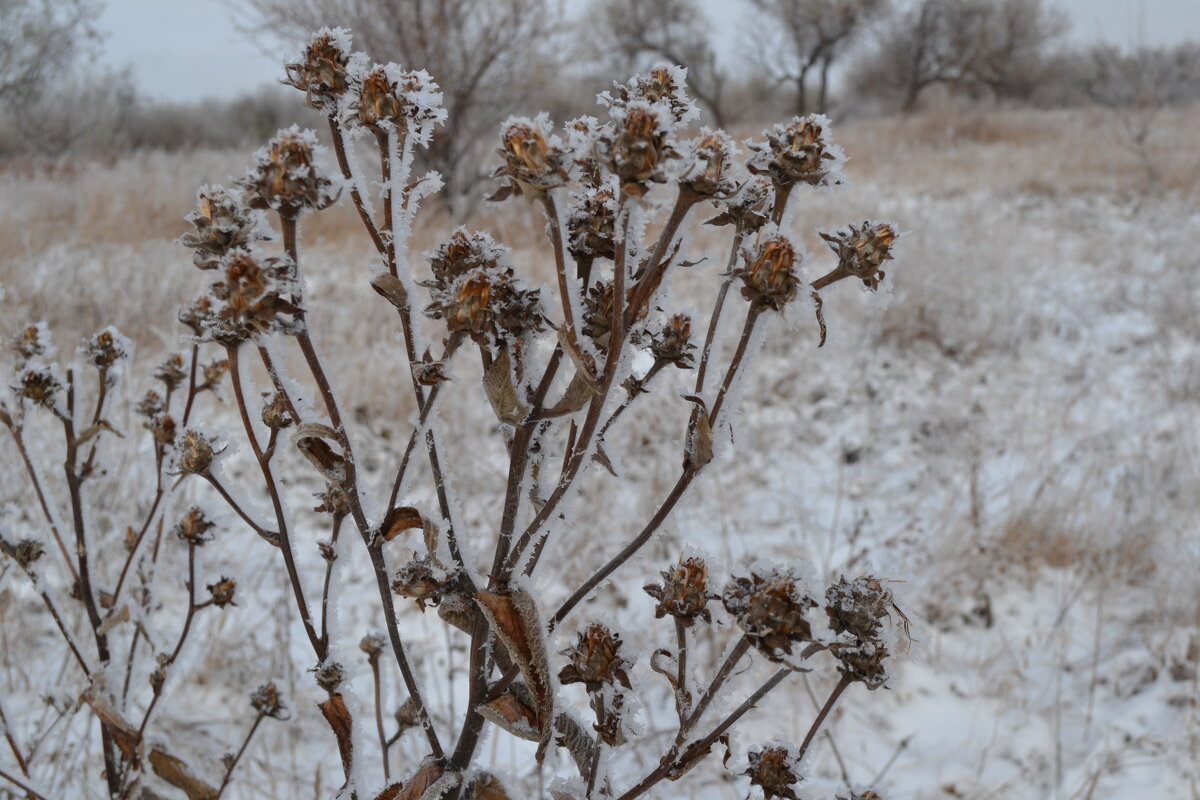 Снежные степные цветы... - Георгиевич Снежные степные цветы... - Георгиевич