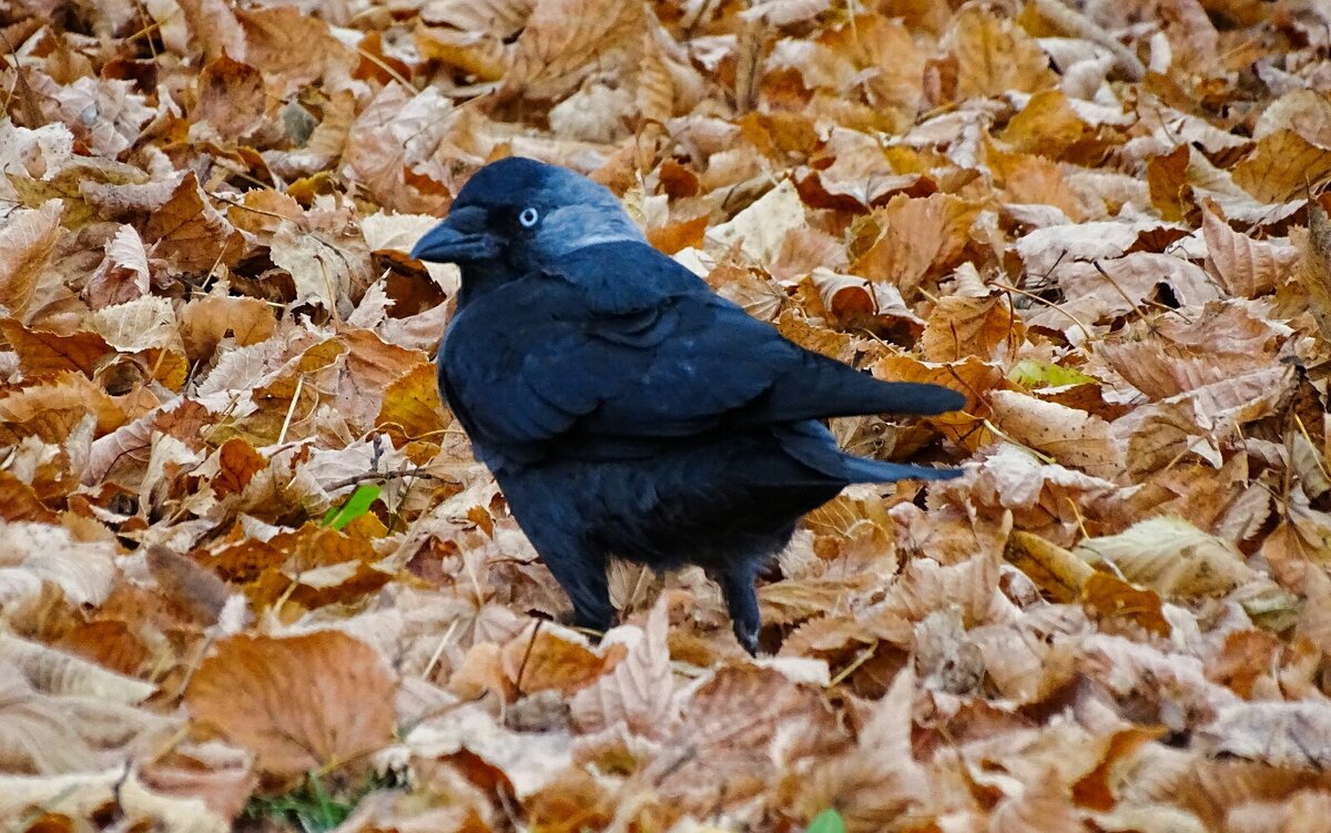 Оглянулась посмотреть не оглянулся ли я! - Милешкин Владимир Алексеевич Оглянулась посмотреть не оглянулся ли я! - Милешкин Владимир Алексеевич