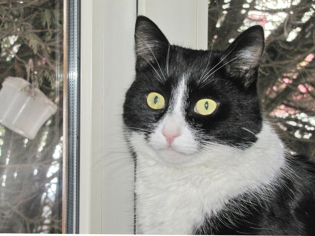 Не мешайте мне за птичками наблюдать - Людмила Смородинская