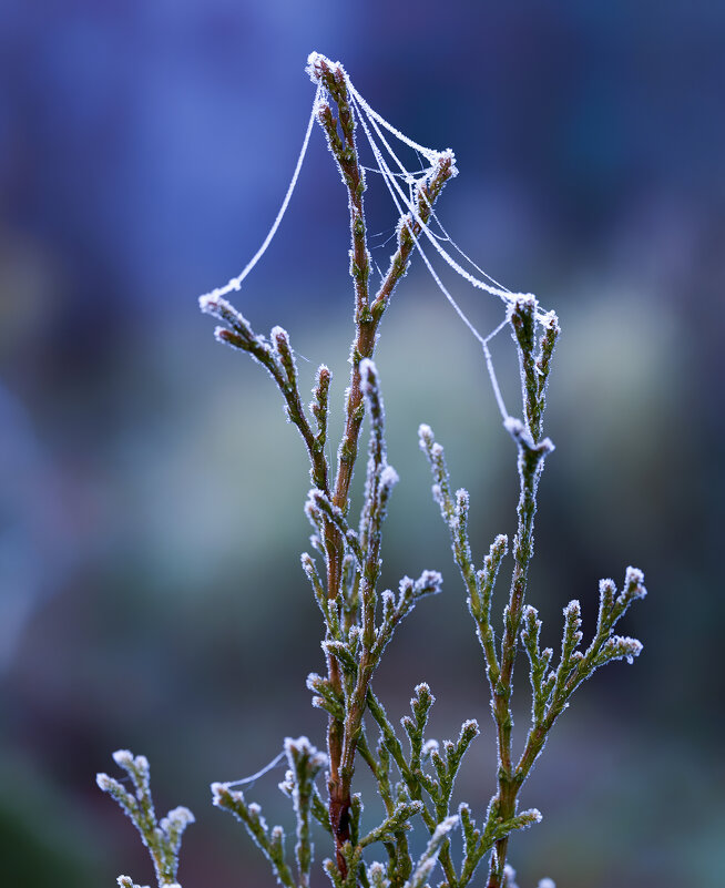 frost - Zinovi Seniak