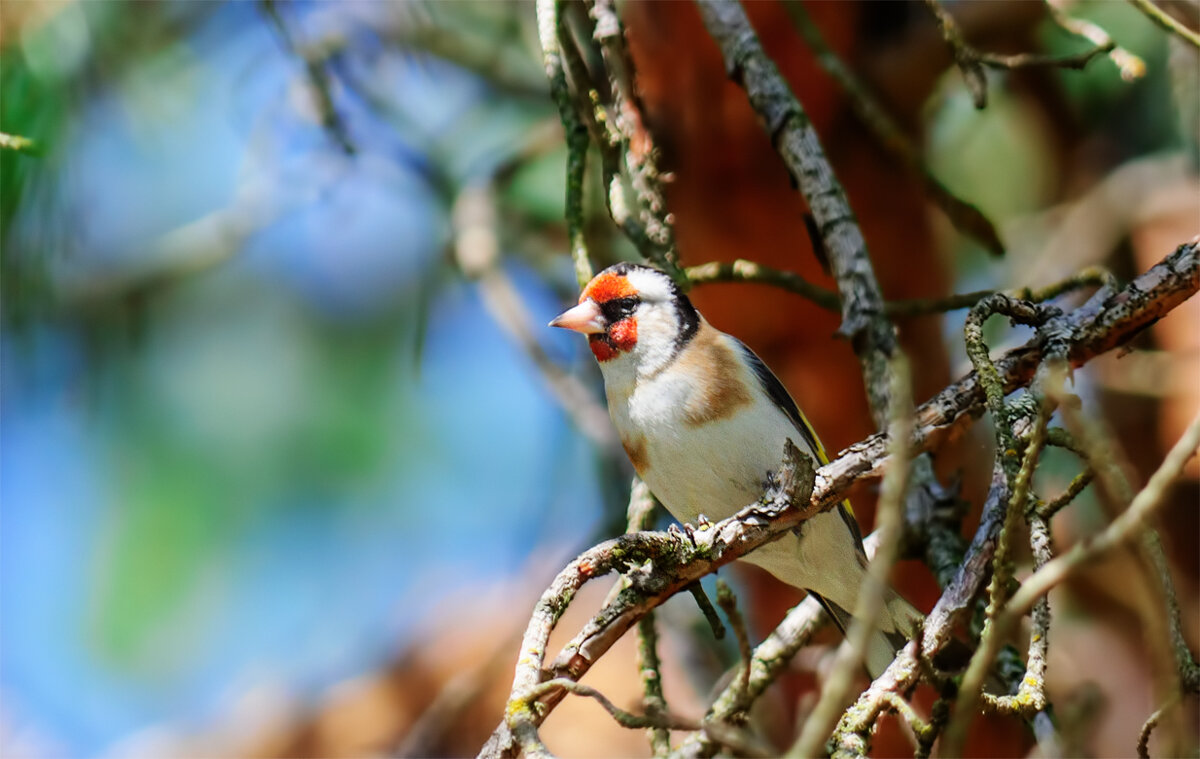 Черноголовый щегол - Анатолий Клепешнёв Черноголовый щегол - Анатолий Клепешнёв