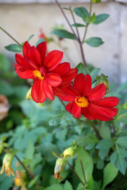 Цветы октября - Наталья Герасимова Цветы октября - Наталья Герасимова