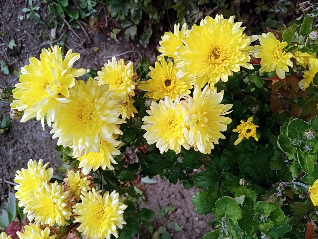 Осенние, последние... - Владимир Драгунский