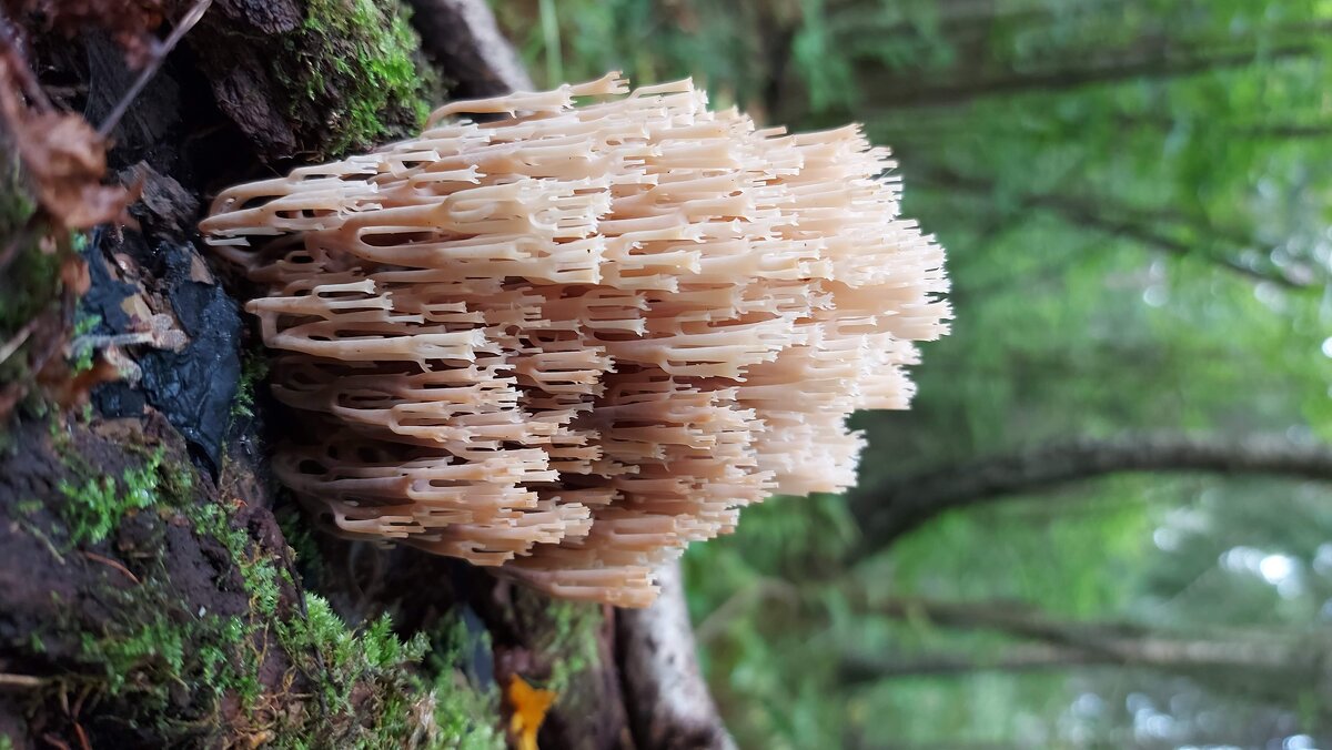 ЛЕС - Вера Цаплина