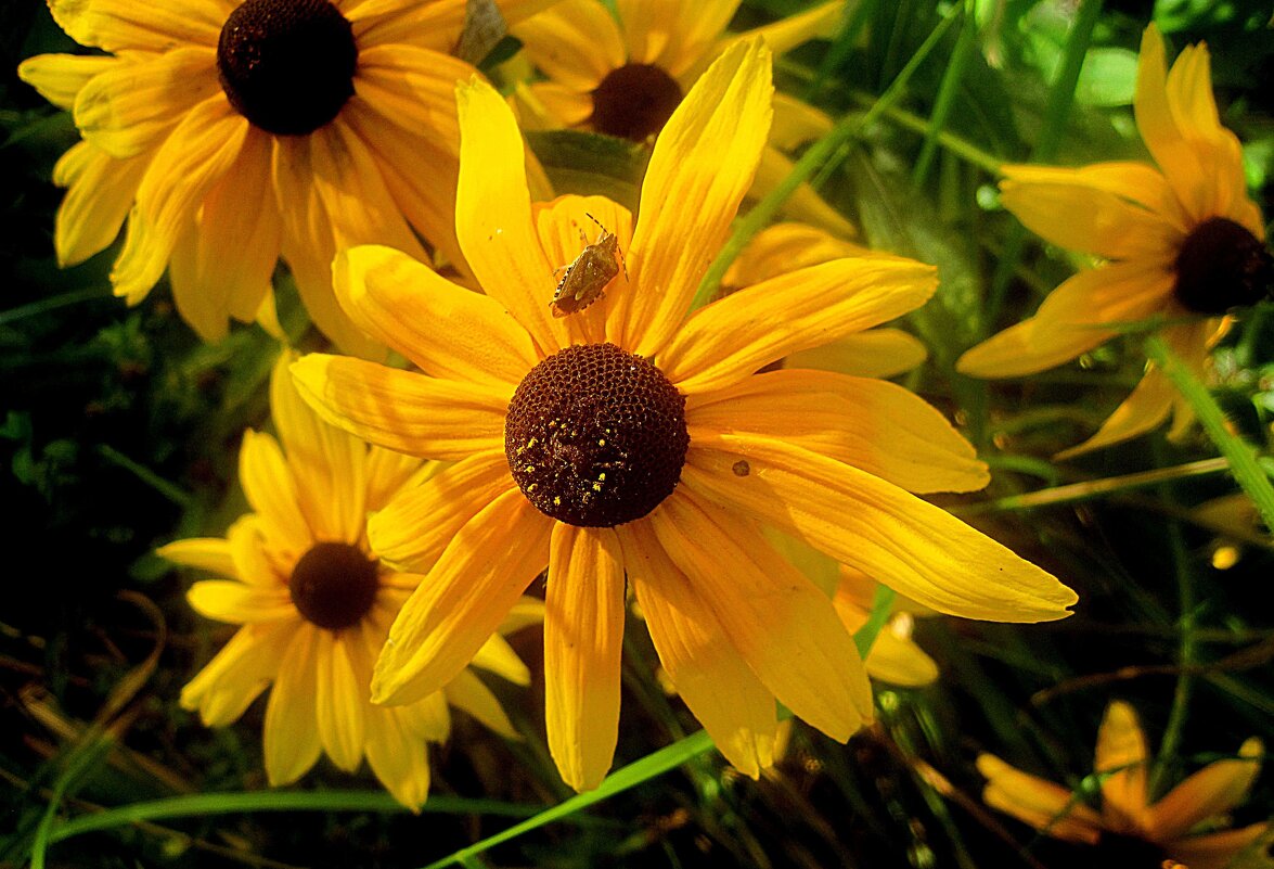 Солнечные - Елена Семигина