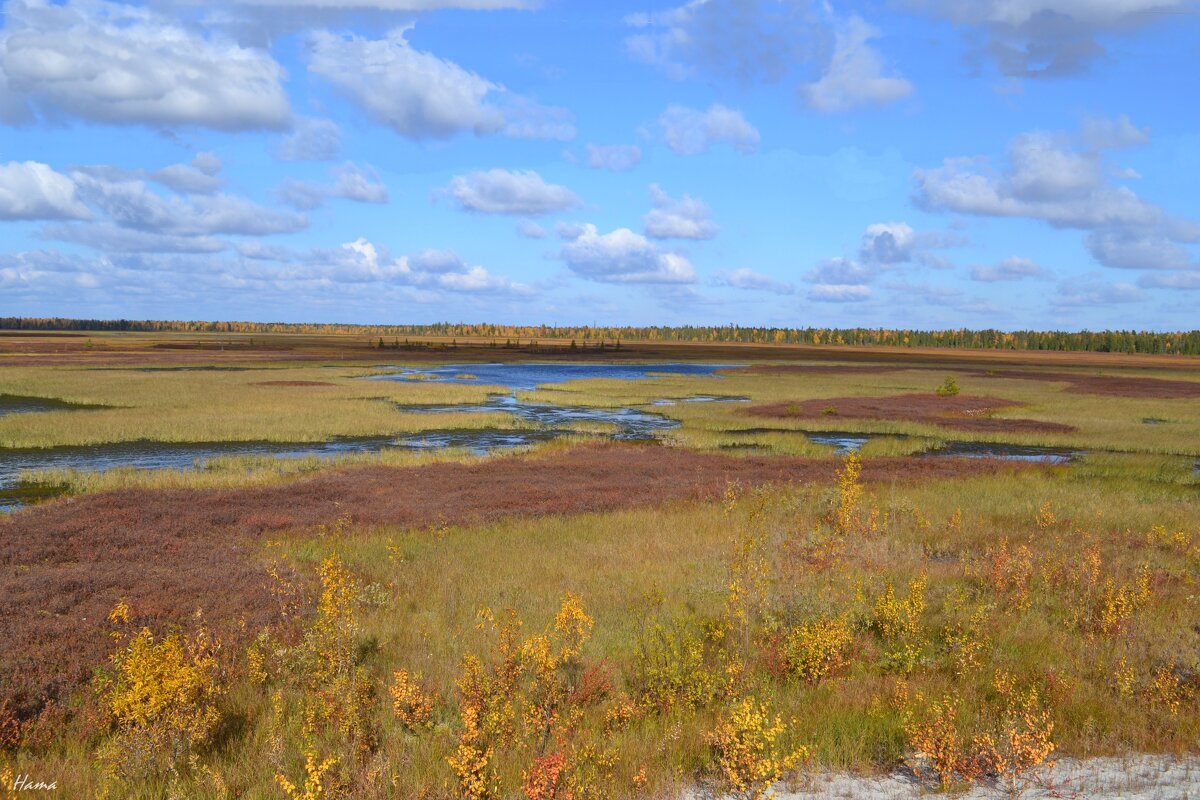 Осеняя тундра - Ната57 Наталья Мамедова Осеняя тундра - Ната57 Наталья Мамедова