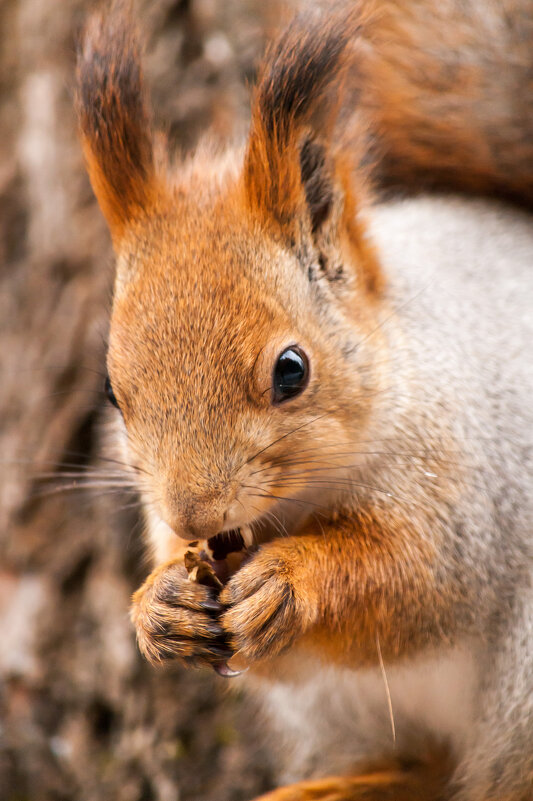 Белка. - Вадим Басов