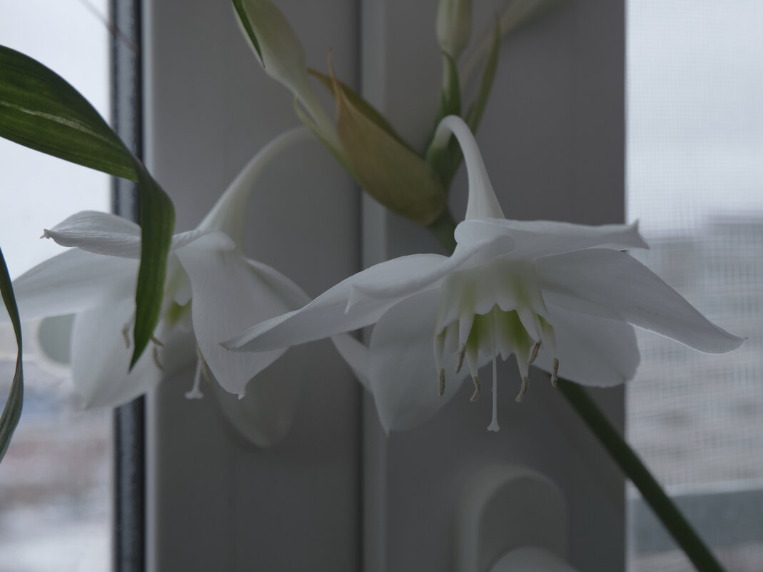 За окном снежок, на окне цветок - Михаил ******* За окном снежок, на окне цветок - Михаил *******