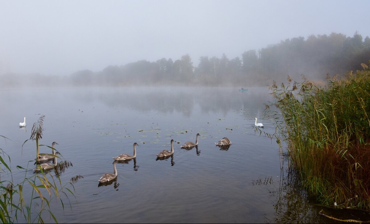 Туман - Teresa Valaine