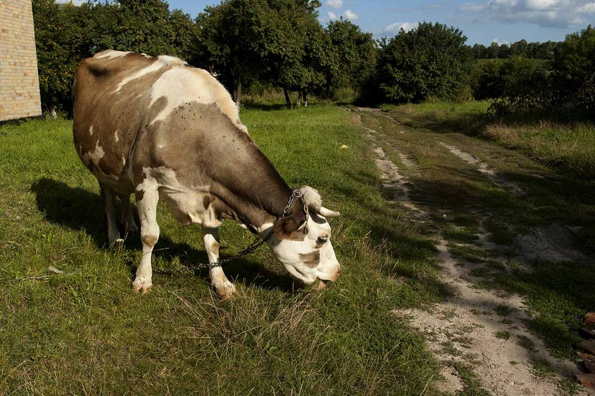 Кормилица. - Николай Сидаш