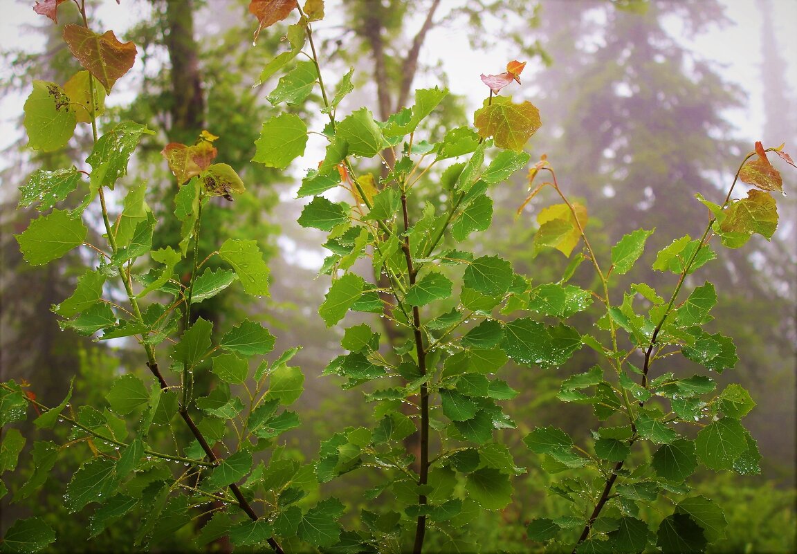Молодые осинки после дождя - Сергей Чиняев Молодые осинки после дождя - Сергей Чиняев