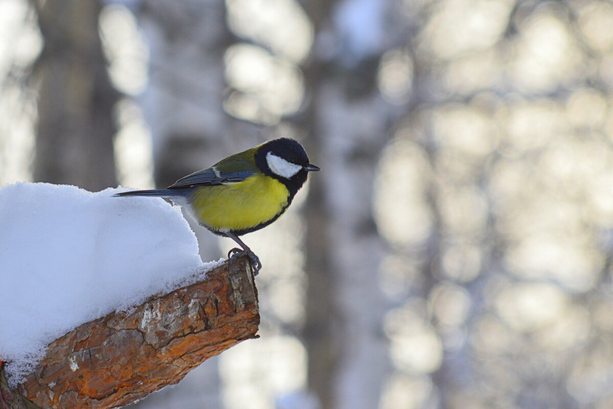 Большая синица или большак - Татьяна Лютаева Большая синица или большак - Татьяна Лютаева