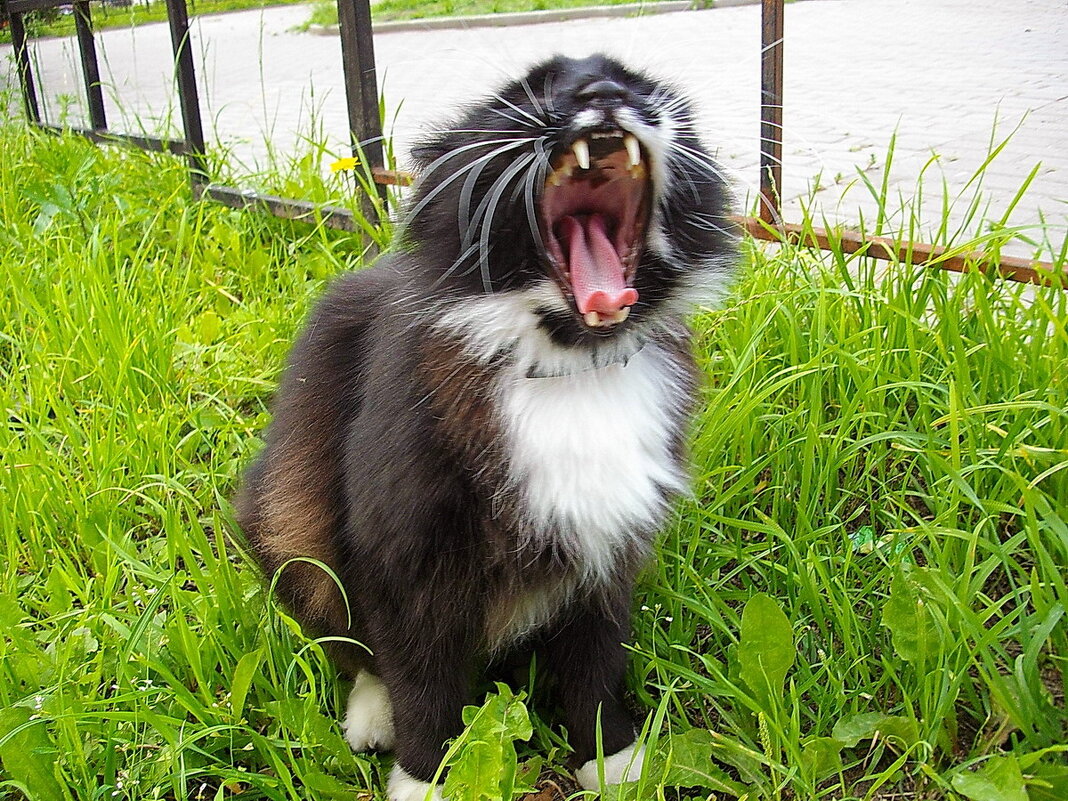 Вот это зевок! - Лия ☼