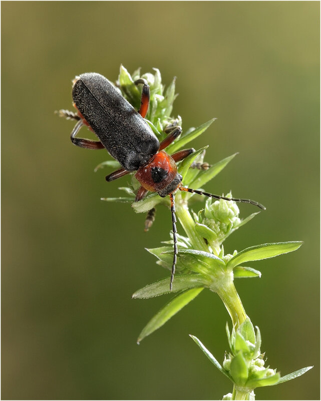 Cantharis fusca Linnaeus, 1758 - Мягкотелка тёмная (бурая)  - Bo Nik