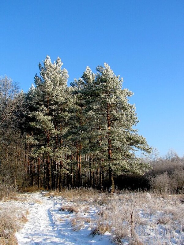 Дорожка в лес - Людмила Смородинская