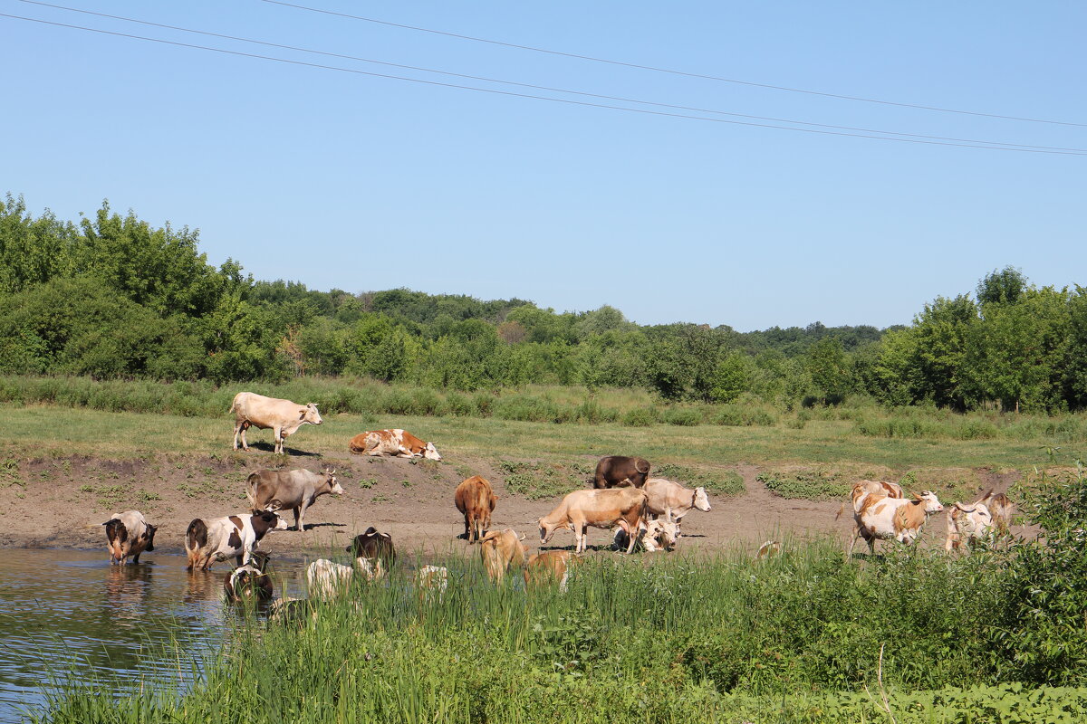 На пруду в жаркий день - Валерий На пруду в жаркий день - Валерий
