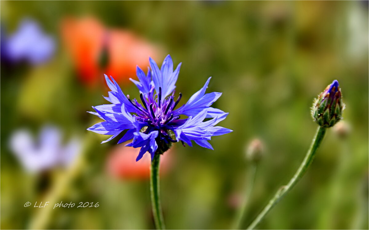 Васильки - Liudmila LLF