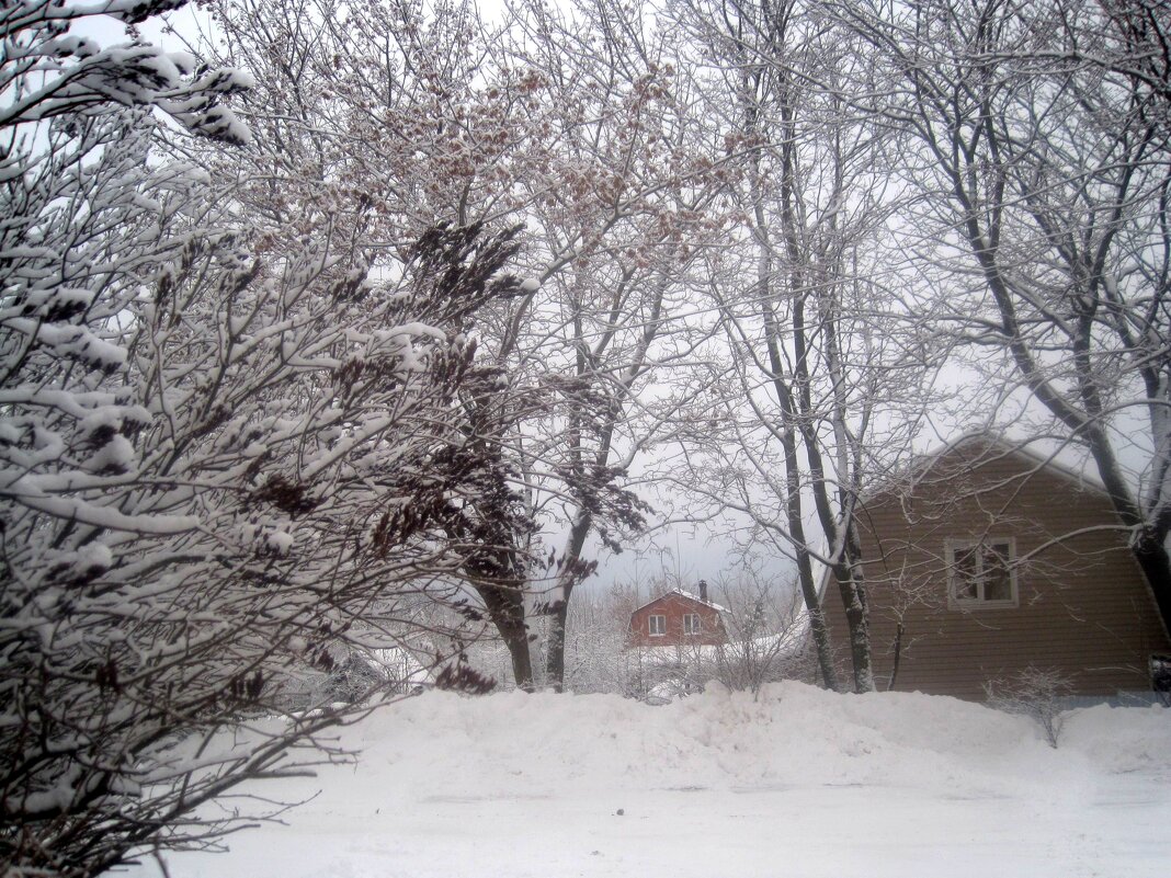 Зима пришла к нам - Елена Семигина Зима пришла к нам - Елена Семигина