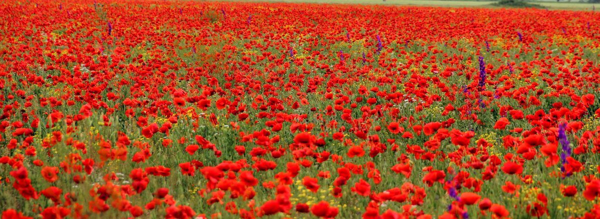 *** - Вячеслав Случившийся *** - Вячеслав Случившийся