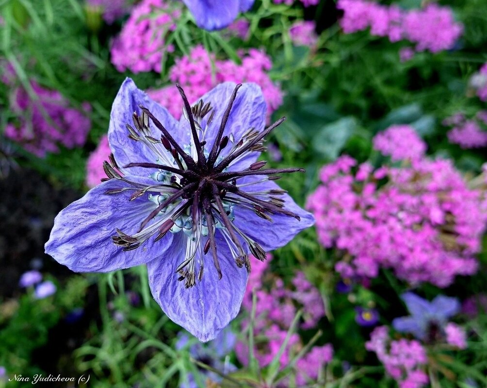 Nigella - Nina Yudicheva