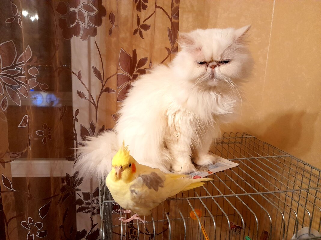 Грусть-тоска! - Зоя Чария Грусть-тоска! - Зоя Чария