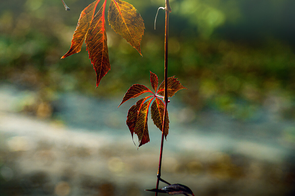 Зарисовка - Владимир Кроливец Зарисовка - Владимир Кроливец