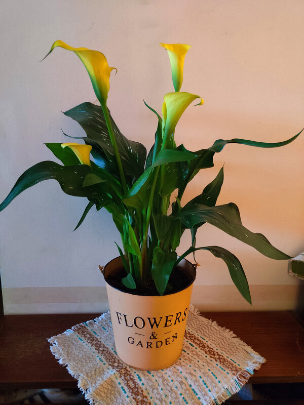 Вазон Калла! - Светлана Хращевская