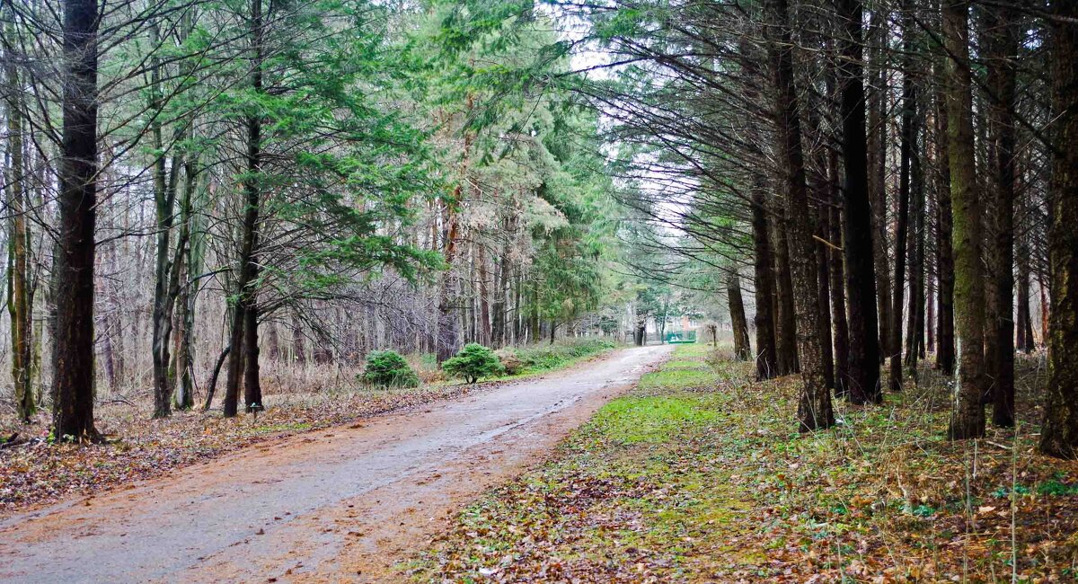 зимний парк - юрий иванов 