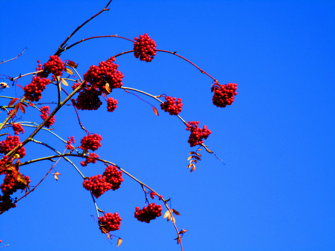 На фоне неба голубого - Наталья Пендюк Пендюк На фоне неба голубого - Наталья Пендюк Пендюк