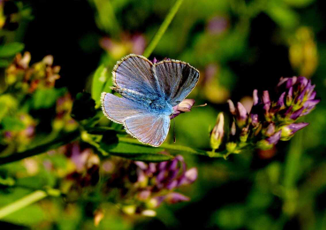 бабочки - продолжение...198 - Александр Прокудин бабочки - продолжение...198 - Александр Прокудин