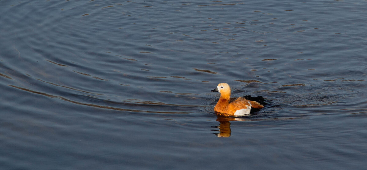 Раненая северная утка - Олег Раненая северная утка - Олег