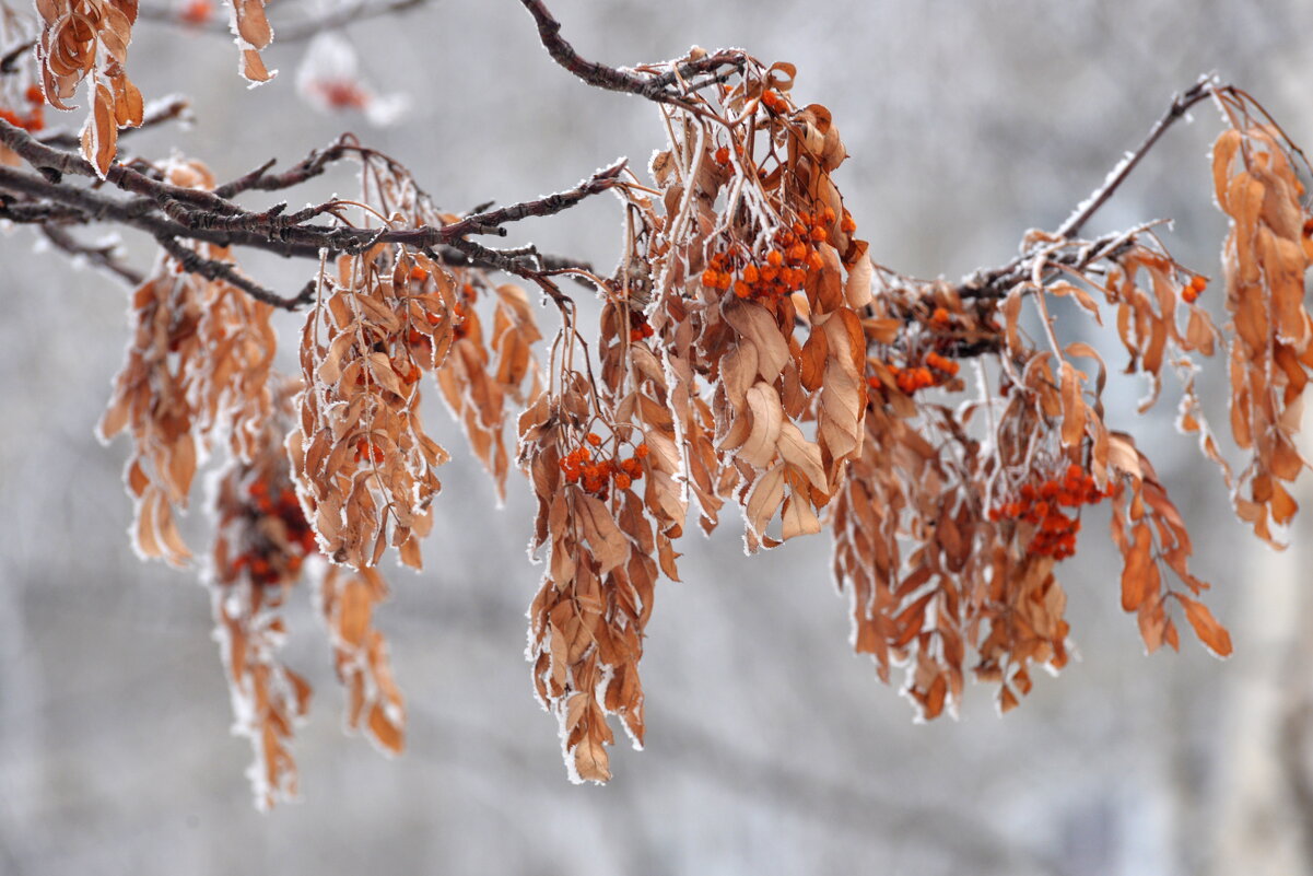 рябина - Алексей Короткевич