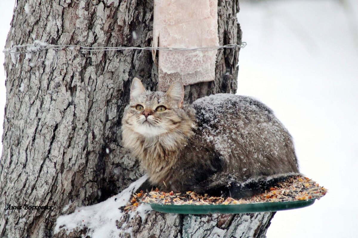 Зимняя кошка. Потому и ушки Мёрзнут на макушке! Но зато есть шубка, Лапочки без звука... - Восковых Анна Васильевна 