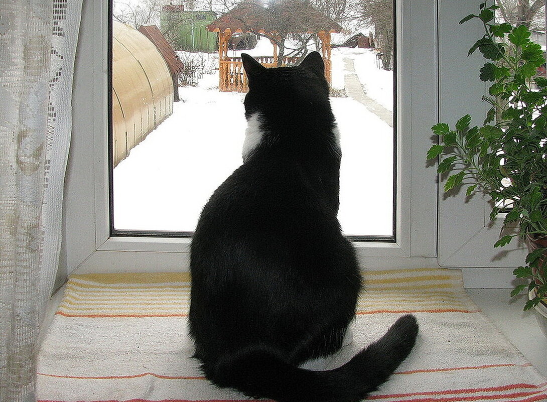 Тоскует по лету - Людмила Смородинская