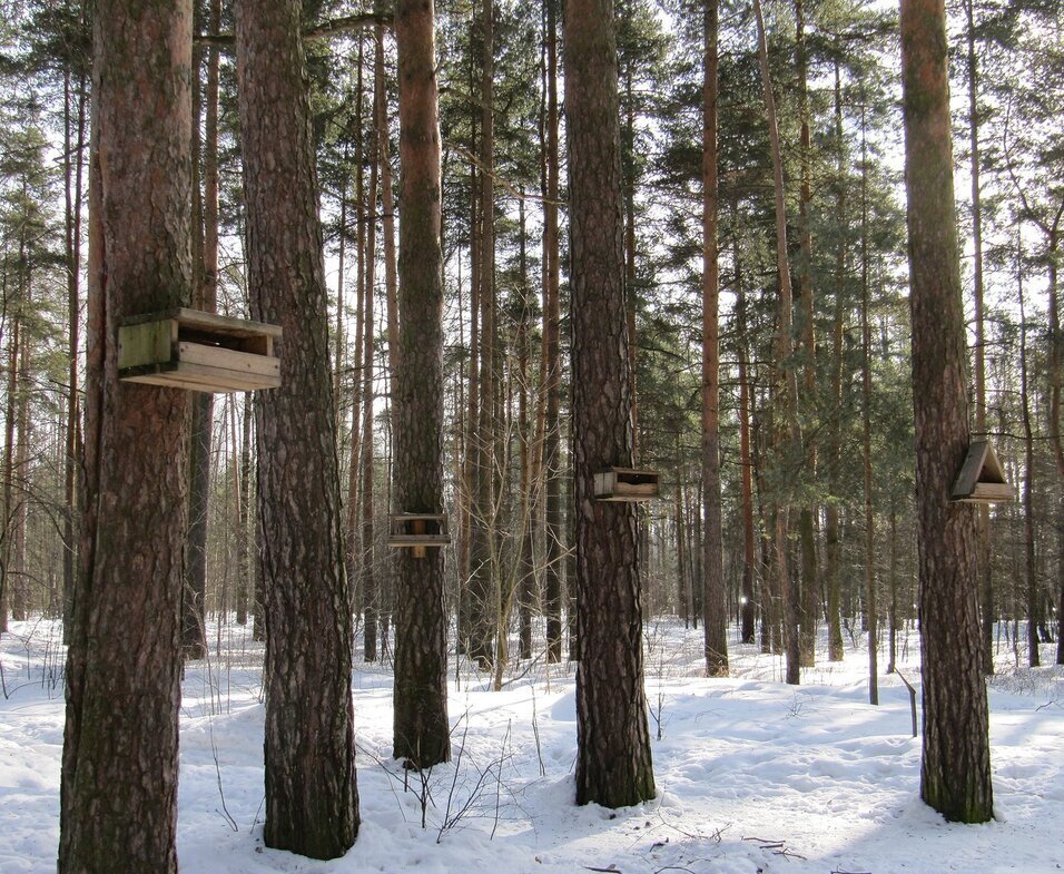 Кормушки в парке - Вера Щукина