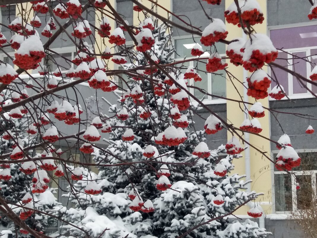 Рябиновые гроздья - Galina Solovova Рябиновые гроздья - Galina Solovova