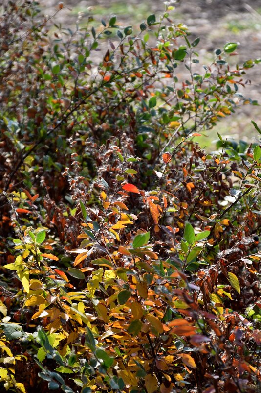 Цвета осени (1) - Павленко Михаил Цвета осени (1) - Павленко Михаил