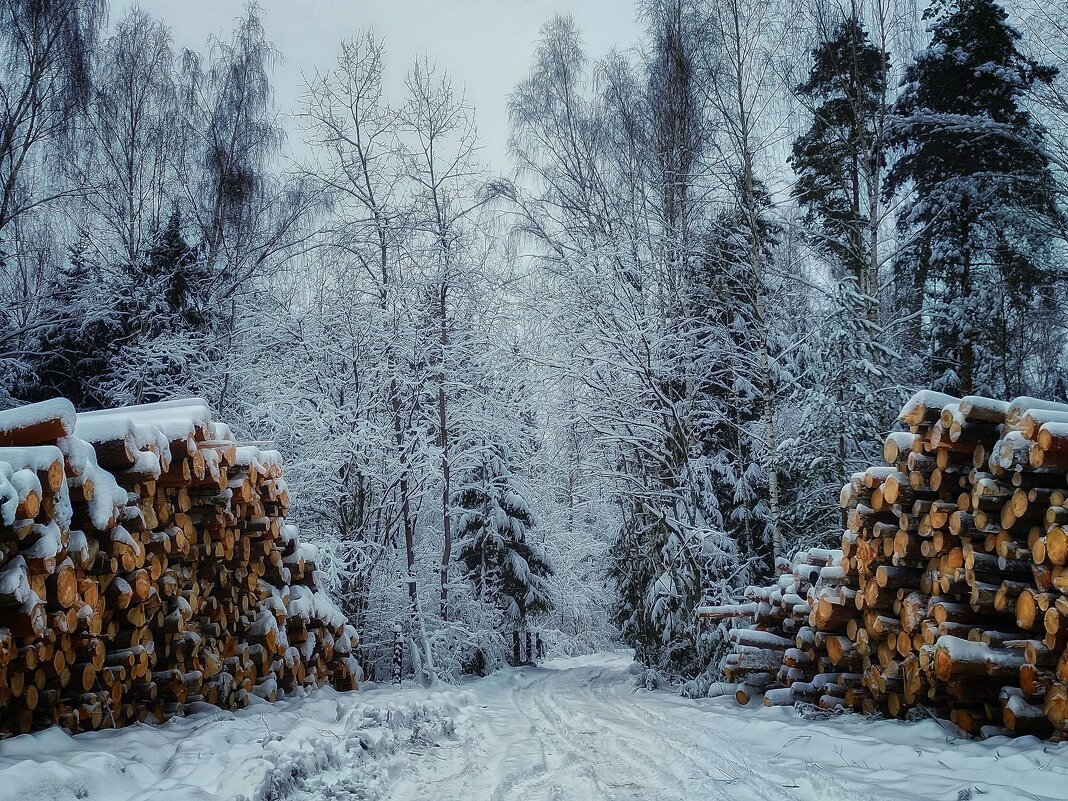 зима в лесу - Виктор Изотов зима в лесу - Виктор Изотов