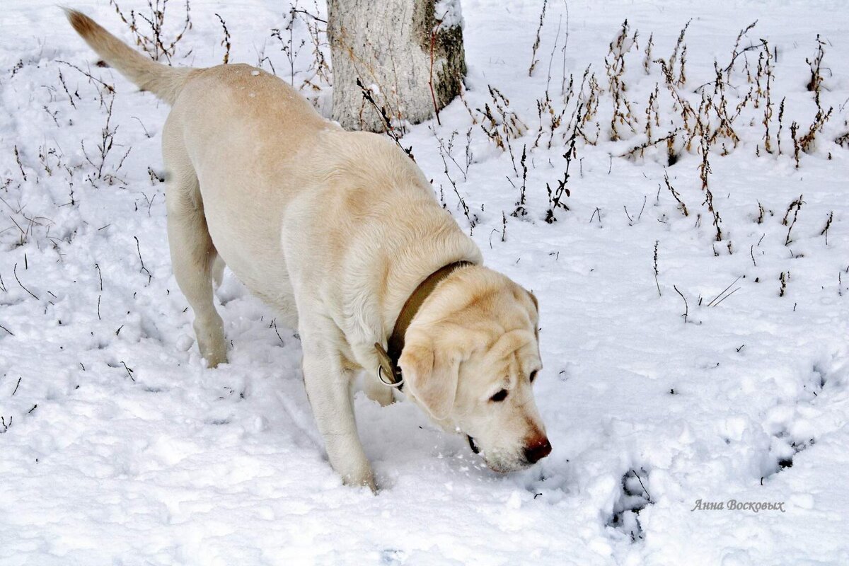 Лабрадор Дара. - Восковых Анна Васильевна Лабрадор Дара. - Восковых Анна Васильевна