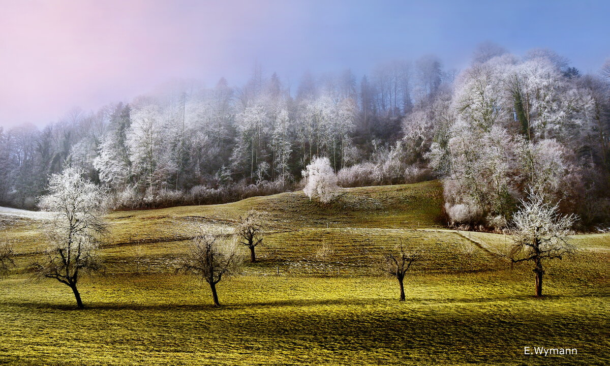 winter blossoms - Elena Wymann