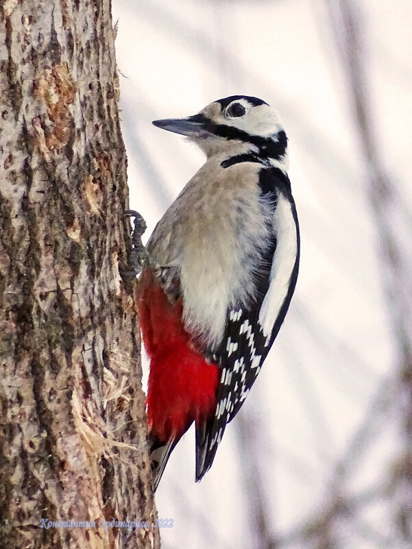 Большой пёстрый дятел - Константин Ординарцев Большой пёстрый дятел - Константин Ординарцев