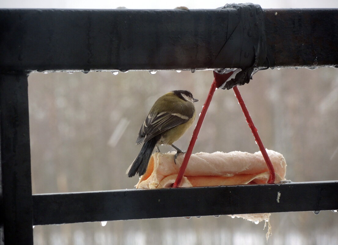 оттепель - sv.kaschuk 