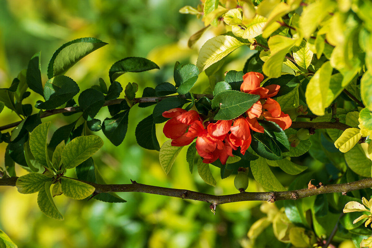 *** - Боксер . *** - Боксер .