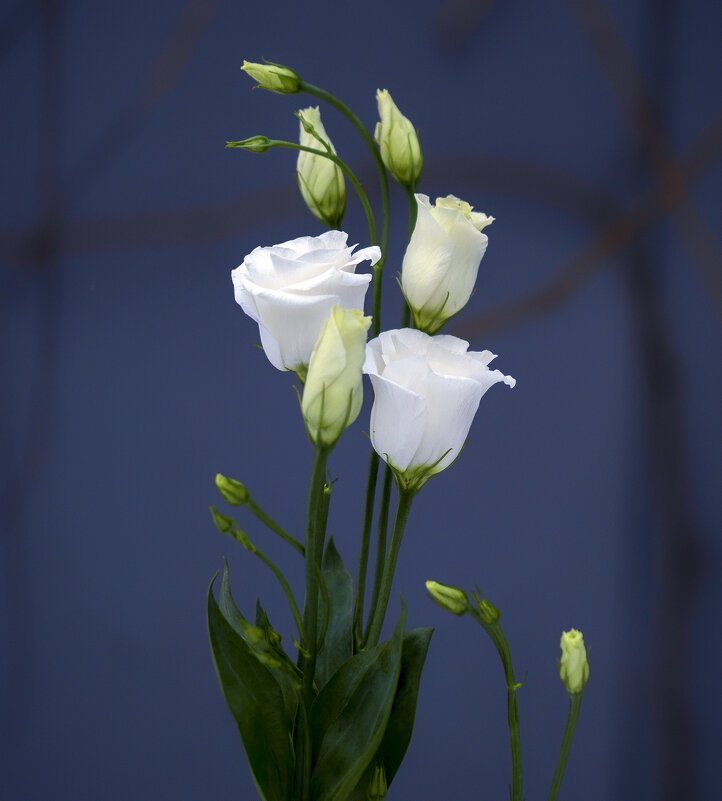 eustoma - Zinovi Seniak