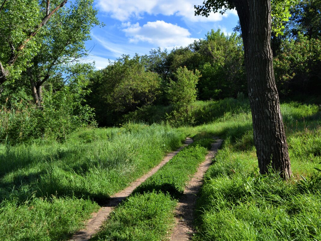 Каменск-Шахтинский. Грунтовая дорога в пойме реки Северский Донец. - Пётр Чернега Каменск-Шахтинский. Грунтовая дорога в пойме реки Северский Донец. - Пётр Чернега