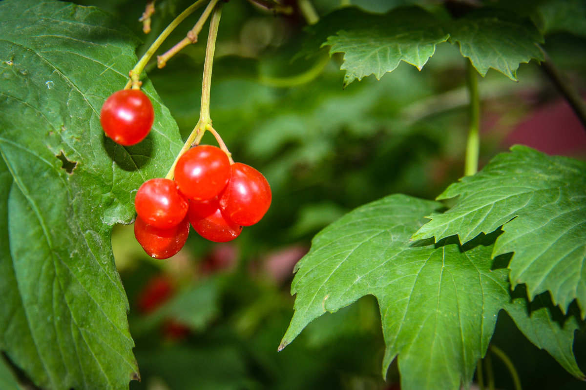 Ягоды осенью - Аля Кубекова
